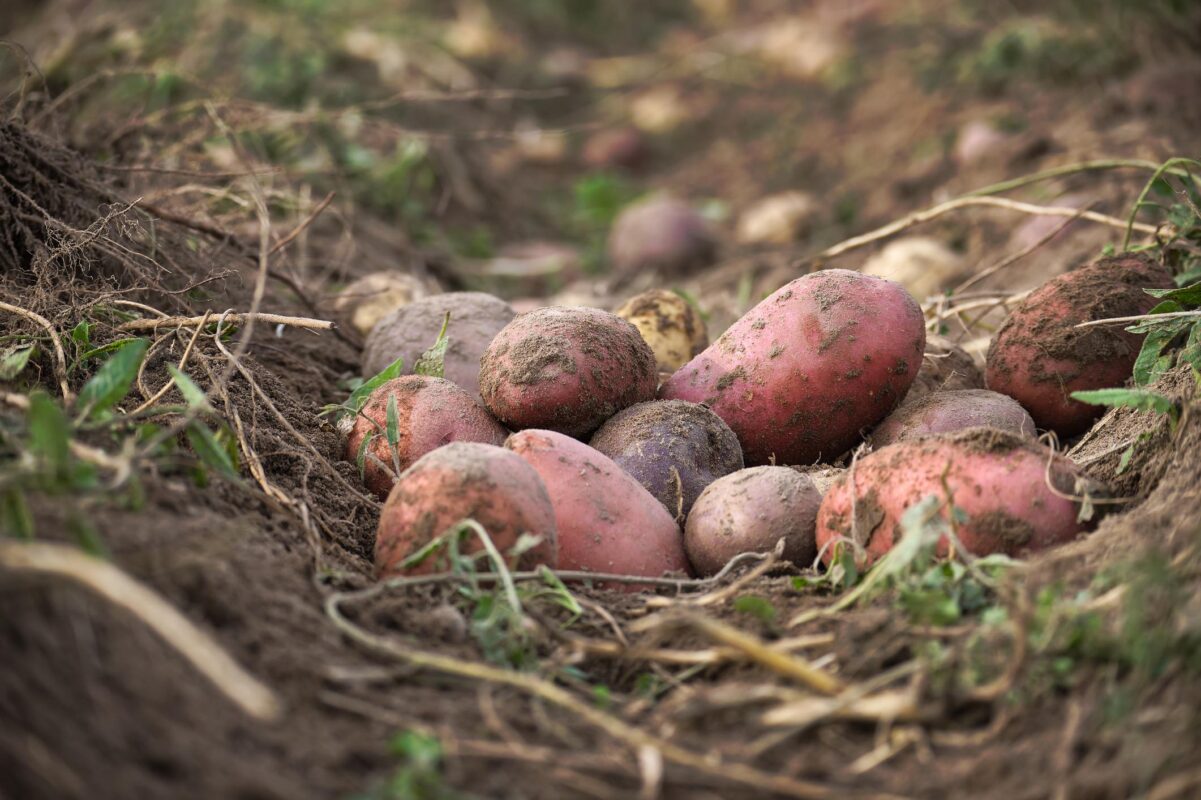Produktbild Kartoffelpatenschaft