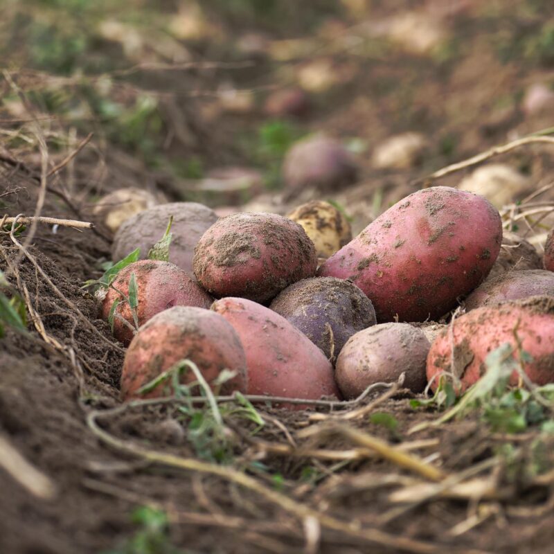 Produktbild Kartoffelpatenschaft